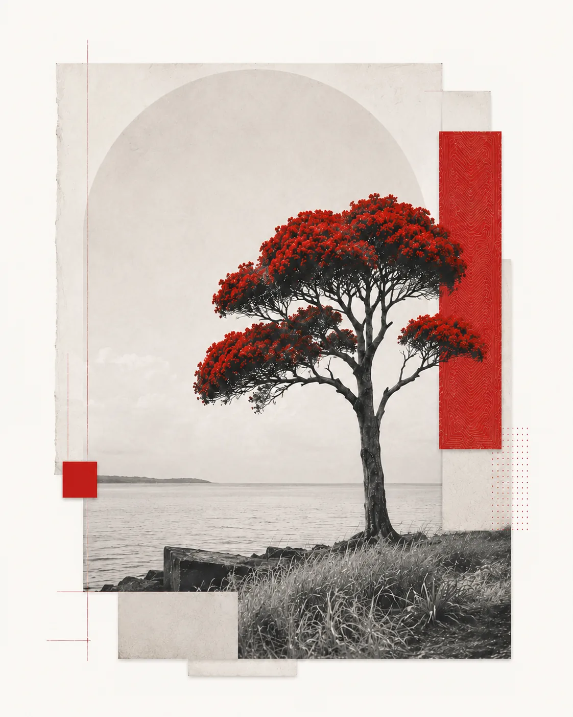 A pōhutukawa tree in bloom on the Aotearoa coastline